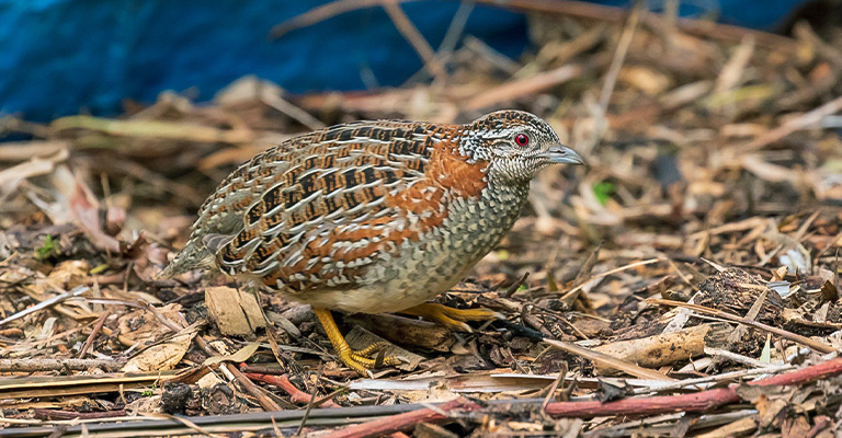 Buttonquail