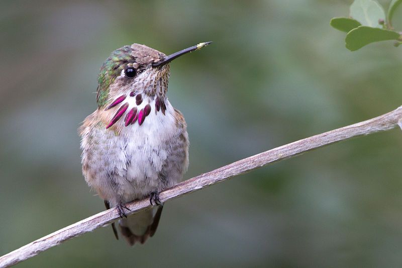 Calliope_hummingbird__10