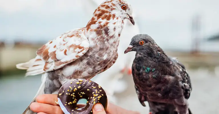 Can Birds Eat Chocolate
