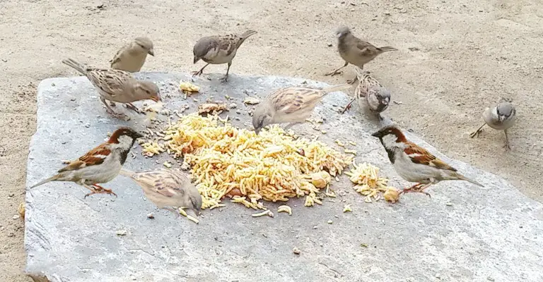 Birds Who Naturally Eat Rice 