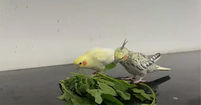 Can Cockatiels Eat Spinach