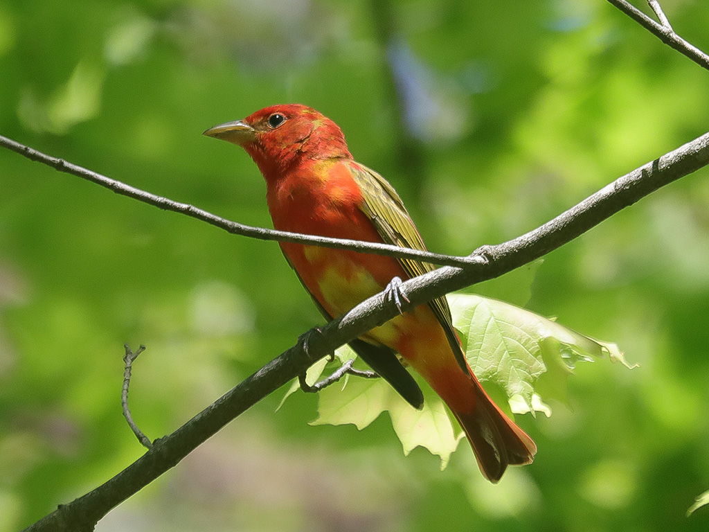 Cardinalidae