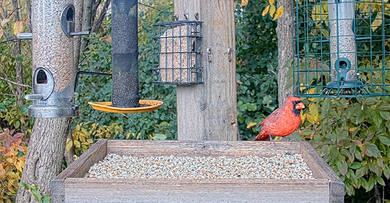 Cardinals Eat Cracked Corn