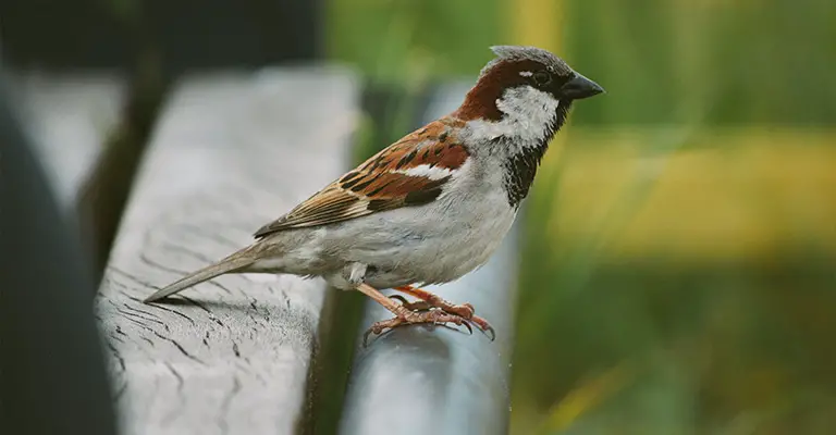 Cinnamon-Tailed Sparrow