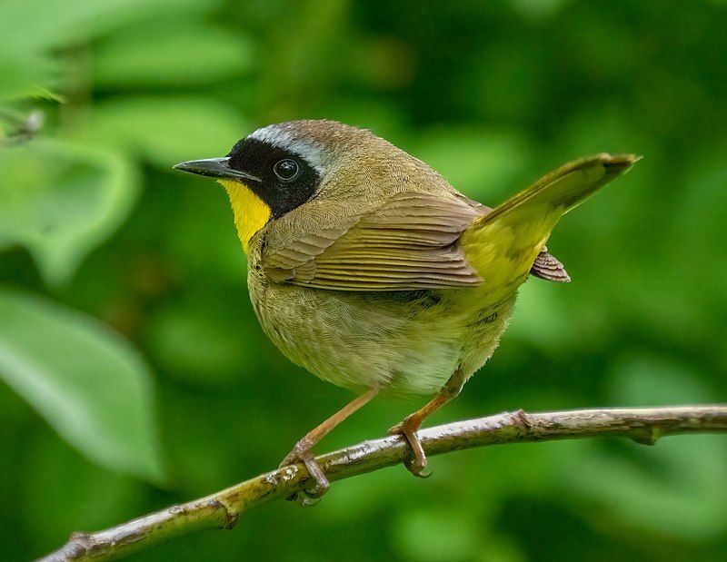 Common yellowthroat