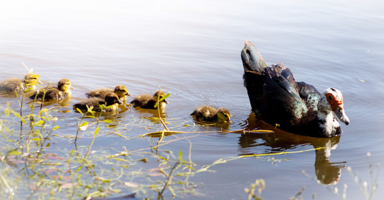 Why Do Ducklings Follow Their Mother