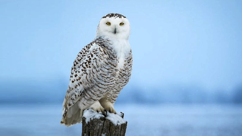 Conservation Efforts to Protect Snowy Owls