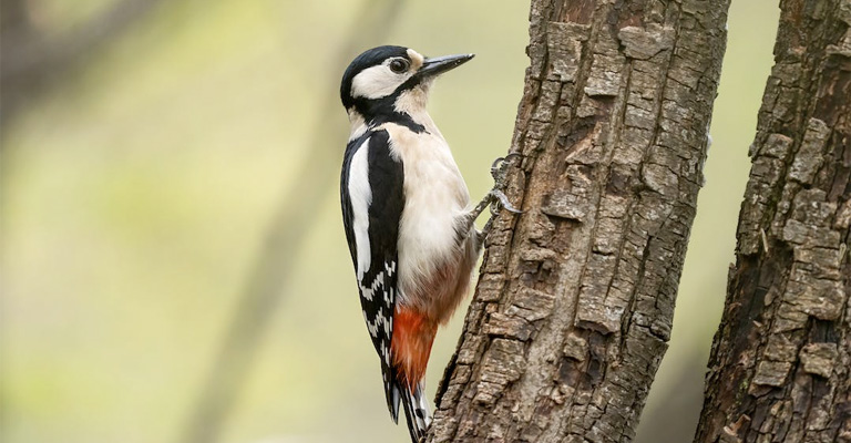 Consider Woodpecker Nets 