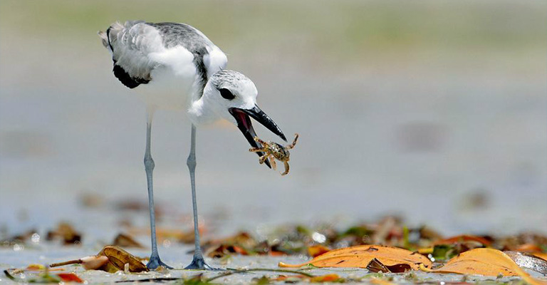 Crab-Plover