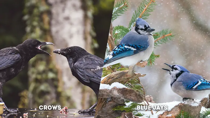 Crows Vs Blue Jays Feeding Habits