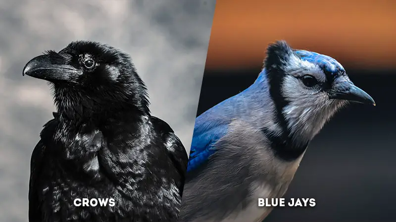 Crows Vs Blue Jays Head crest