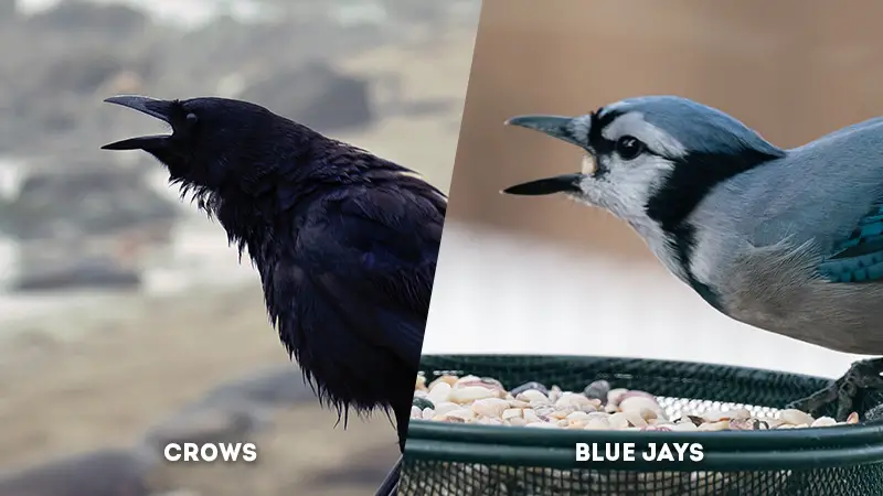 Crows Vs Blue Jays Vocalizations