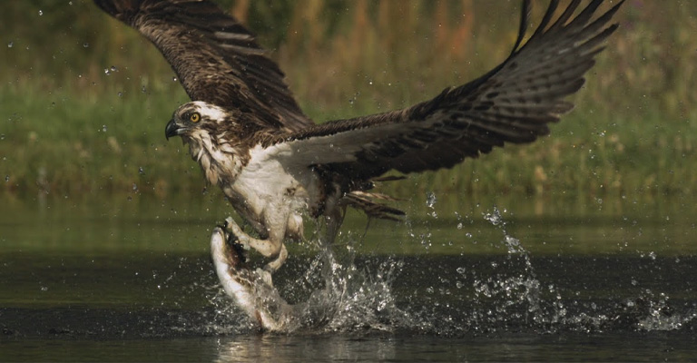 Do Bald Eagles Hunt at Night