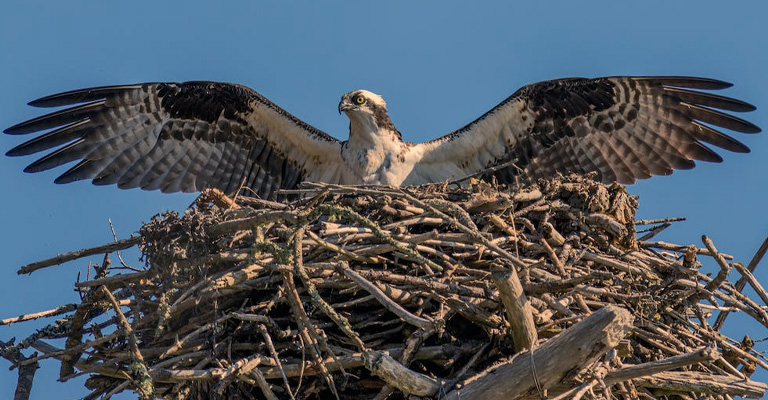 Do Birds Feel Labor Pain