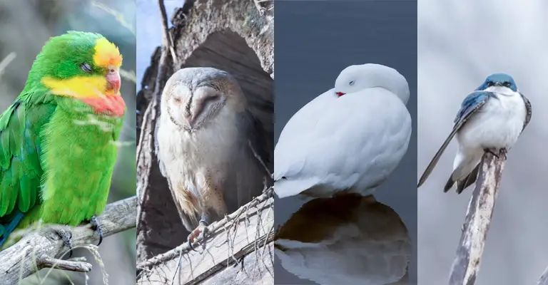 Do Birds Sleep With Their Eyes ​​Open