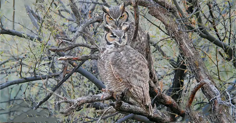 Do Great Horned Owls Mate for Life