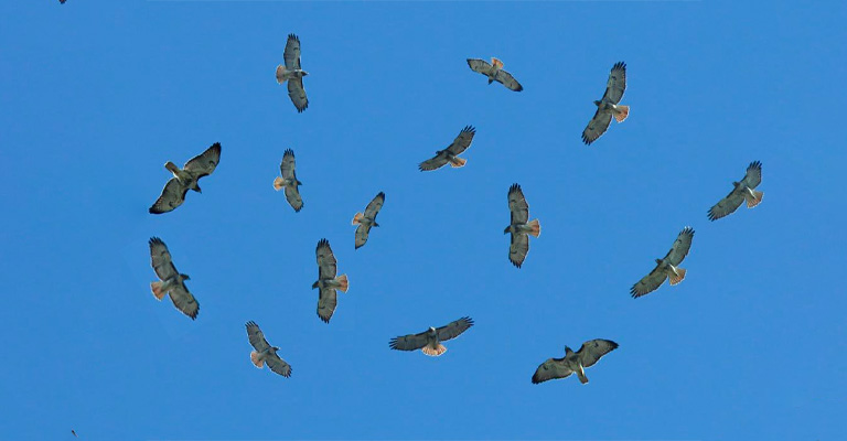 Do Hawks Hunt In Groups