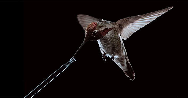 Do Hummingbirds Eat at Night