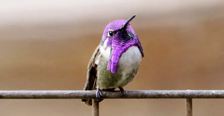 Do Male Hummingbirds Migrate First