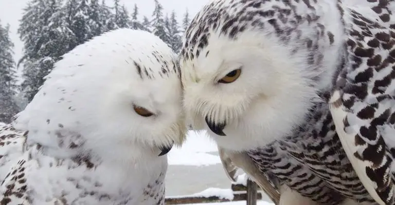 Do Owls Mate for Life