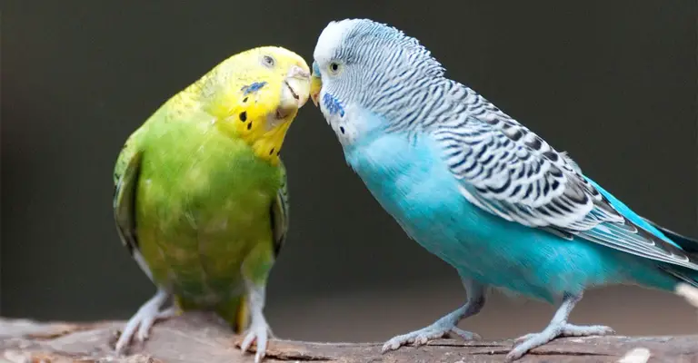 Do Parakeets Have a Pecking Order
