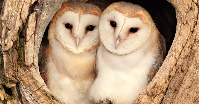 Do owls stay together after mating