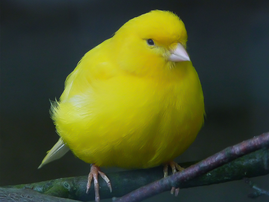 Domestic Canary