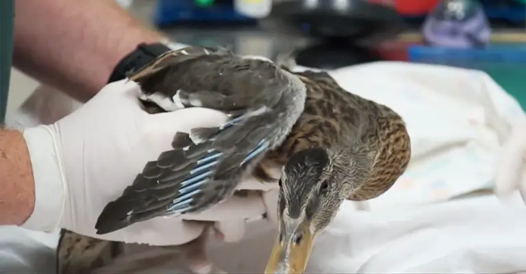 Duck Treatment for DVEs