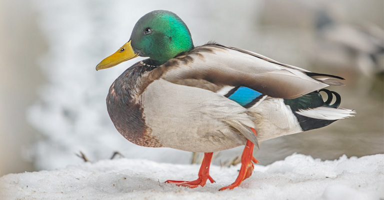 Ducks Get Arthritis