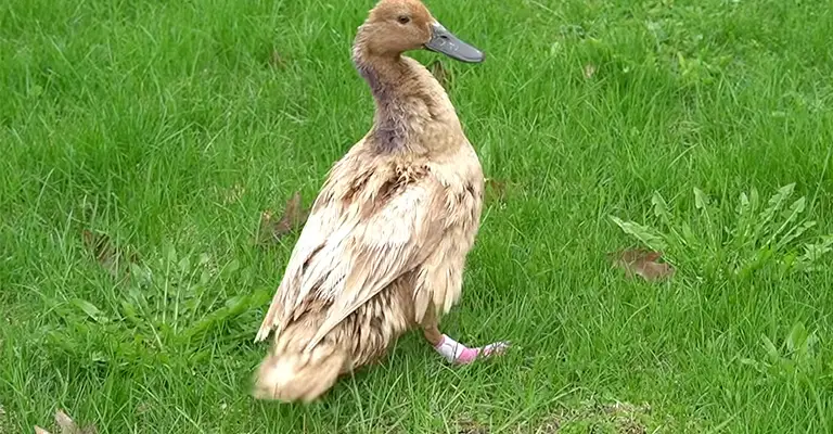 Ducks Got Hurt 