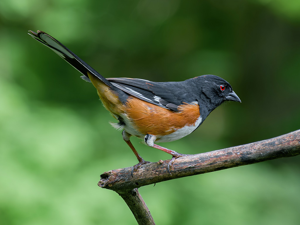 Eastern Towhee