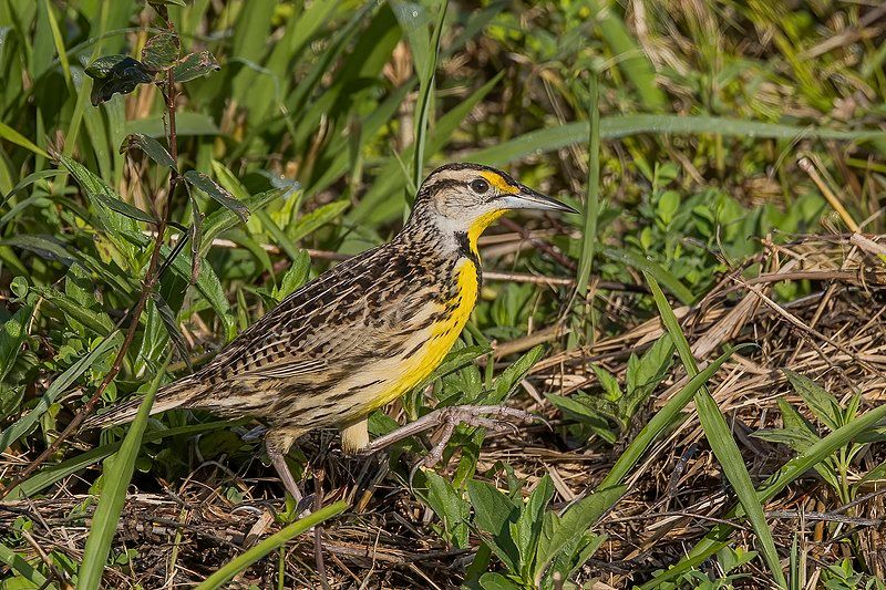 Eastern meadowlark