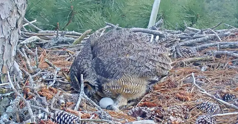 Egg Laying and Incubation