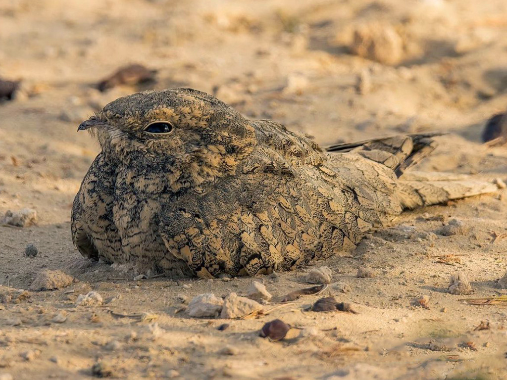 Egyptian Nightjar