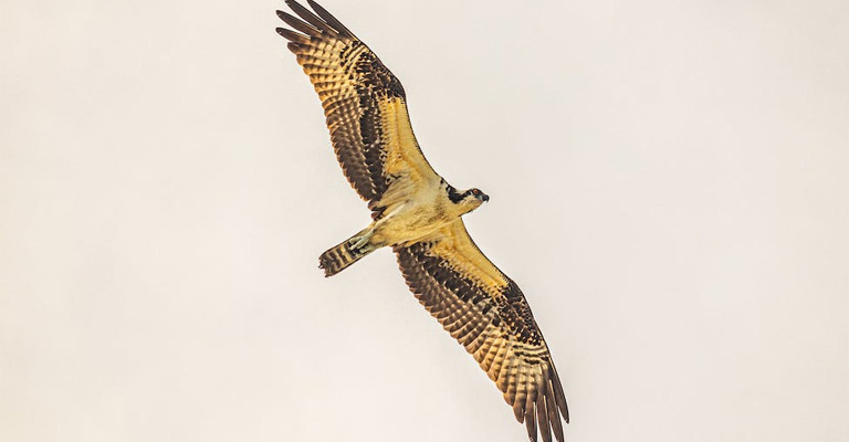Factors Affecting A Hawk's Speed