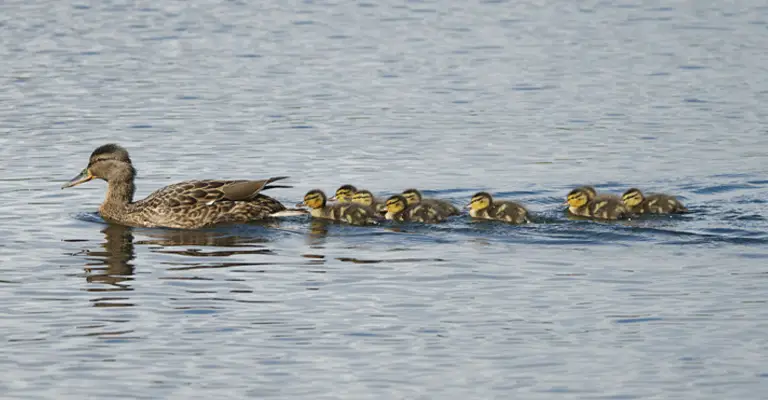 How Many Ducklings Can A Duck Have