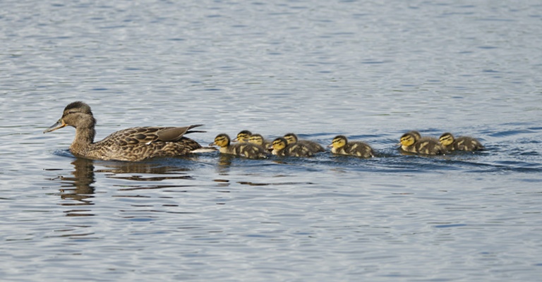 How Many Ducklings Can A Duck Have