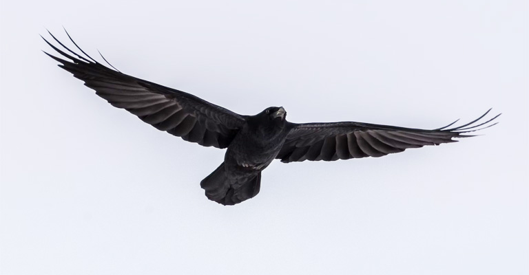 Factors Influencing Crow Flight Speed