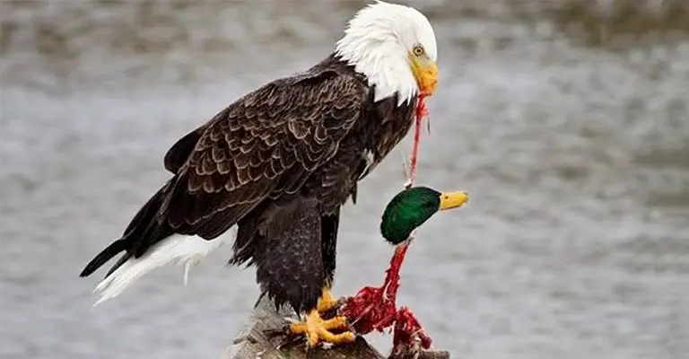 Feeding Habits of Bald Eagles Do Bald Eagles Eat Ducks