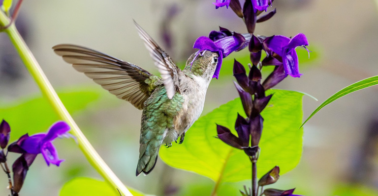 Ruby-Throated Hummingbirds Eat