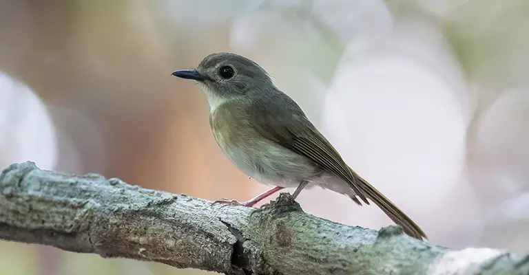 Fulvous-Chested Jungle Flycatcher