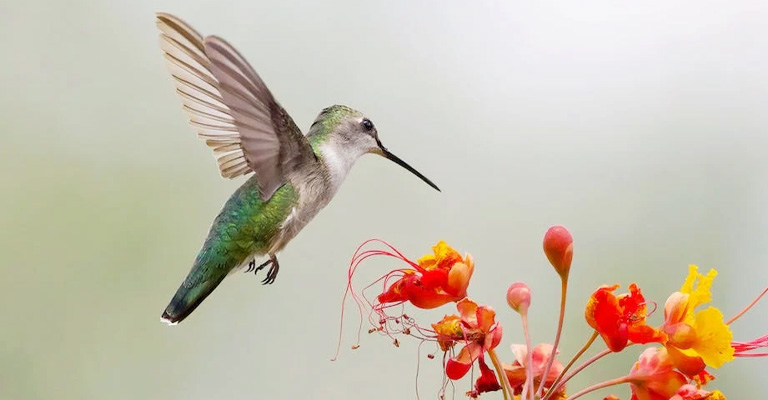 Glorious Hanging Plants to Attract Hummingbirds