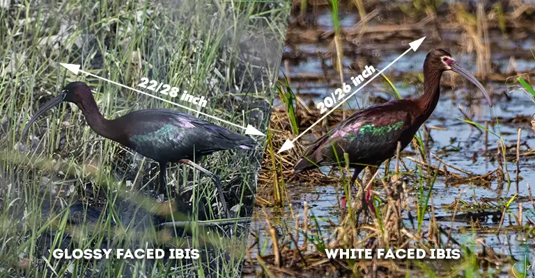 Glossy Vs White Faced Ibis size