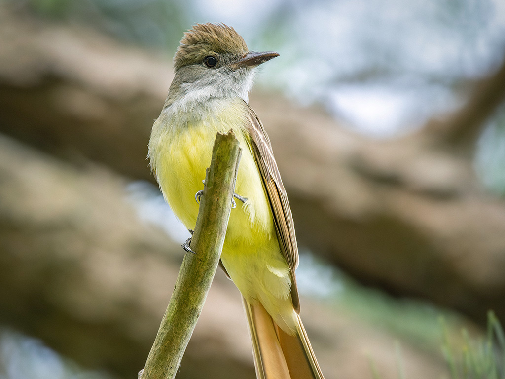 Great Crested Flycatcher