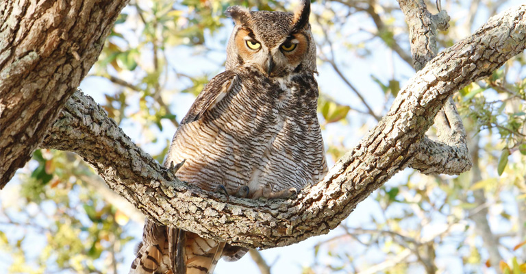 Great Horned Owl Behavior Defined