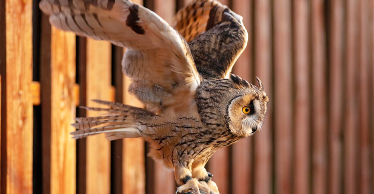 Great Horned Owl Behavior