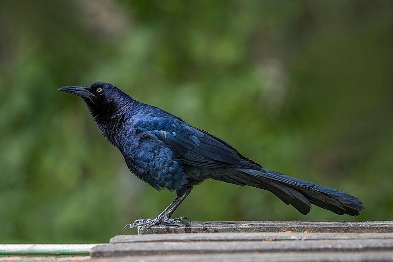 Great-tailed_grackle__17