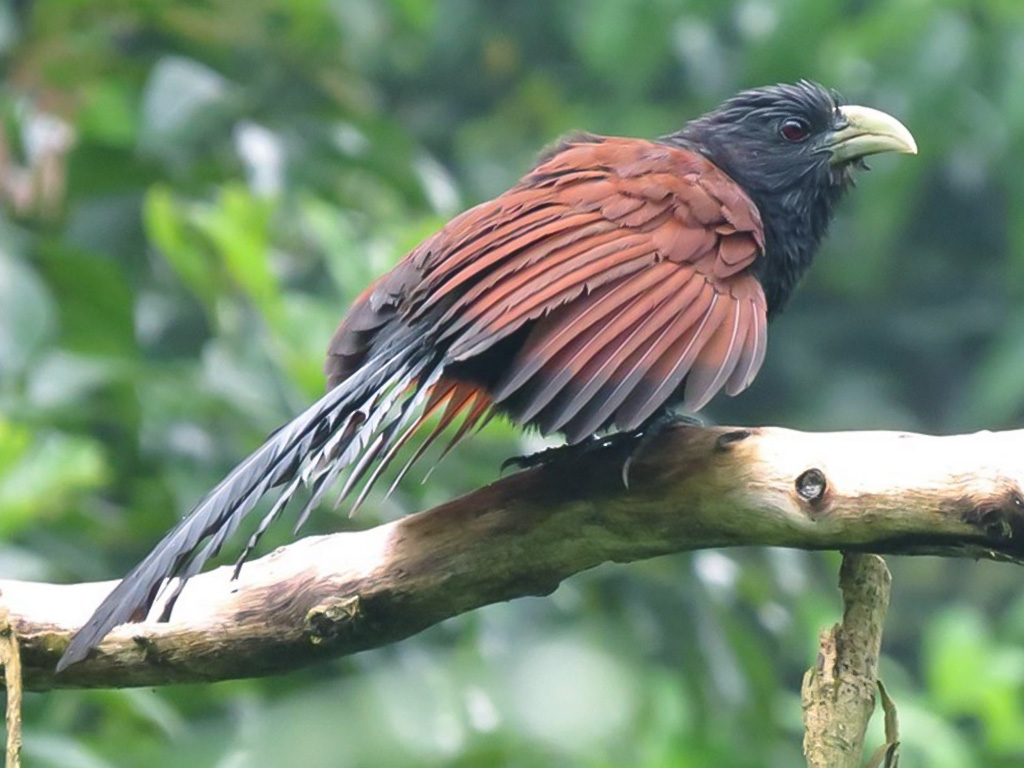 Green-Billed Coucal