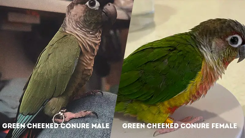 Green Cheeked Conure Male Vs Female Feather Pettening