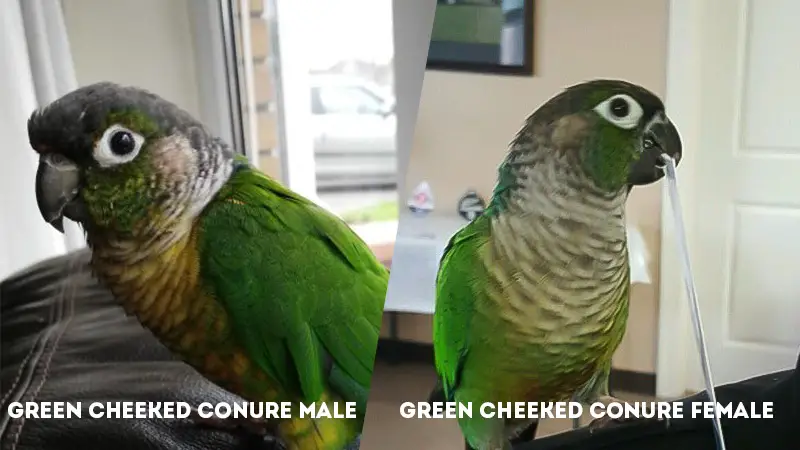 Green Cheeked Conure Male Vs Female Head Color
